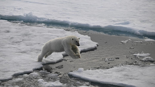7月20日确定出发【北极三岛】北极熊王国▪斯瓦尔巴群岛+冰岛+格陵兰岛19天<海洋信天翁> 商品图7