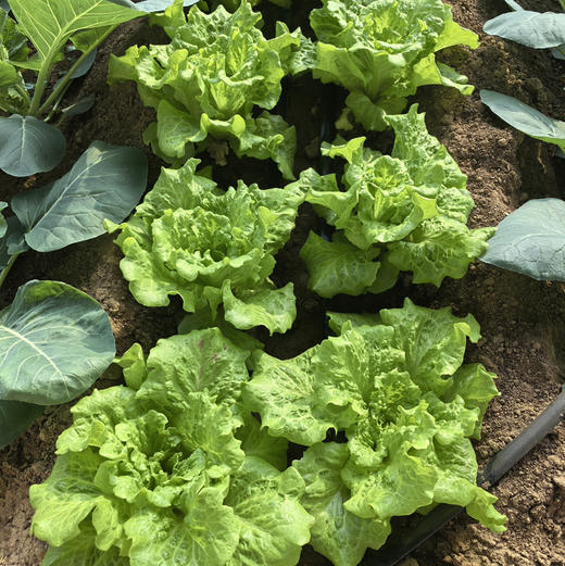 【京津冀包邮】蔬菜组合8-10斤左右，内含6-8种蔬菜，蔬菜种类随机，不可指定，介意者慎拍 商品图10