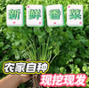 【YC】山东新鲜香菜山东香菜火锅菜芫荽绿色蔬菜农家种植 商品缩略图1