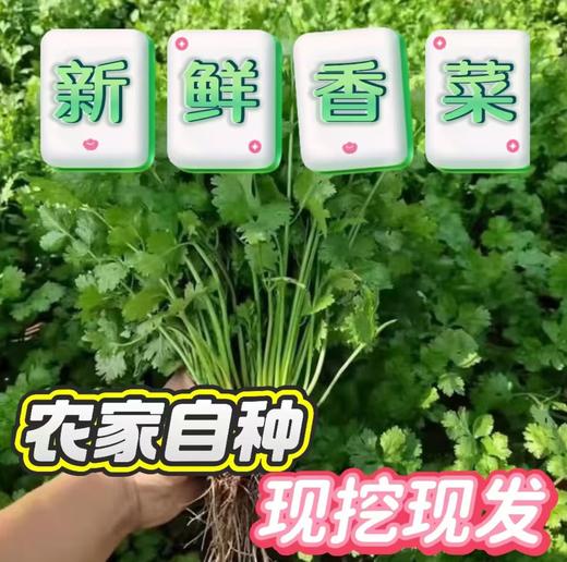 【YC】山东新鲜香菜山东香菜火锅菜芫荽绿色蔬菜农家种植 商品图1