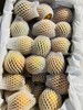 蜜蛋金柑  改良品种 当之无愧千里挑一 脆嫩多汁 皮软软肉甜甜 润嗓又刮油！ 商品缩略图4