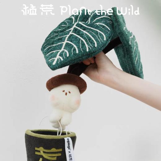 logaloga/B6005/帝王花烛盆栽 商品图2