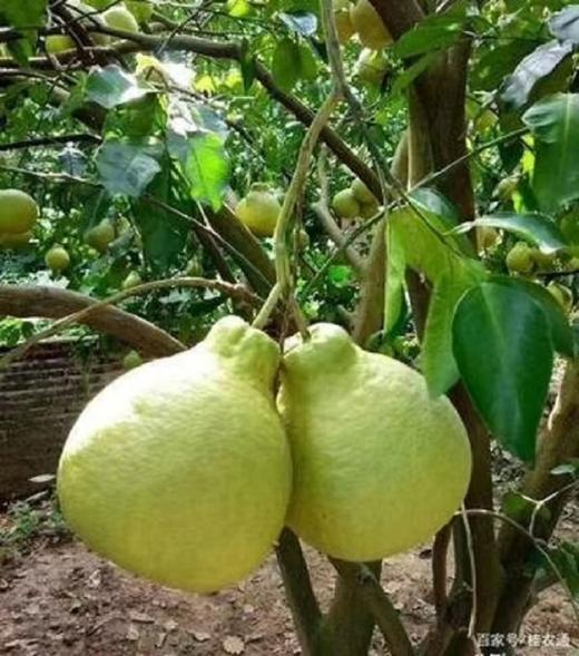 【沙田柚】 商品图3