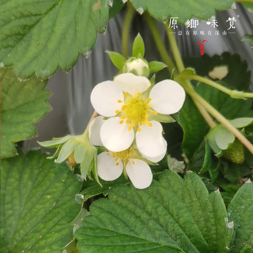 生态草莓（基地直发—顺丰空运）| 2斤装，来自河南汝州，生产者：曹云鹏【合作生产，公平贸易】 商品图12