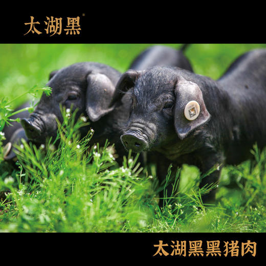 太湖黑黑猪肉 臻品358型 2365克【礼券/实物】 商品图5