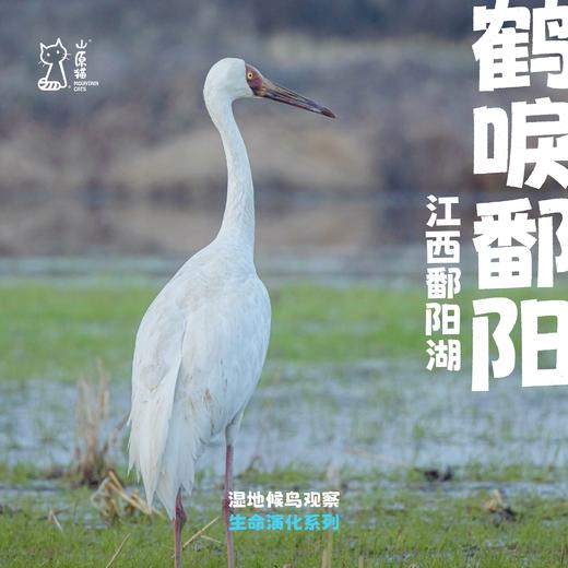 「2027元旦」鹤唳鄱阳 · 江西鄱阳湖越冬候鸟观测之旅 商品图0