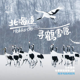 「2027寒假」寻鹤雪原 ·日本北海道冬季限定自然观察之旅