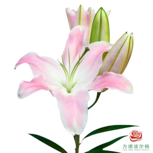 百合-美人鱼 5枝/扎 商品图1