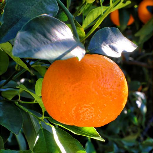 云南大理有机沃柑（连续9年有机认证） 商品图6