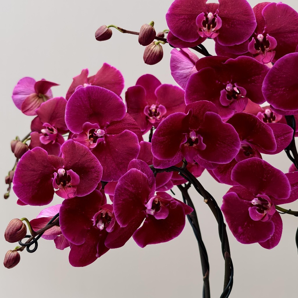 【霓虹灯蝴蝶兰】1盆/份 带有1支花剑 带花苞发货 高端大气简单好养活（圆通发货）