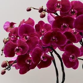 【霓虹灯蝴蝶兰】1盆/份 带有1支花剑 带花苞发货 高端大气简单好养活（圆通发货）