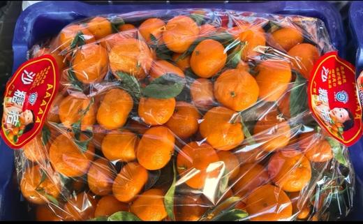 广西特产沙糖桔 商品图0