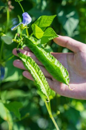 吃海芒芒｜海南四角豆