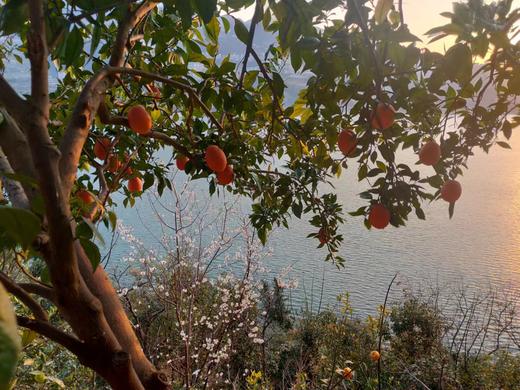 湖北助农巴东纽荷尔脐橙 树上熟甜度高 来自红土地的美味 商品图5