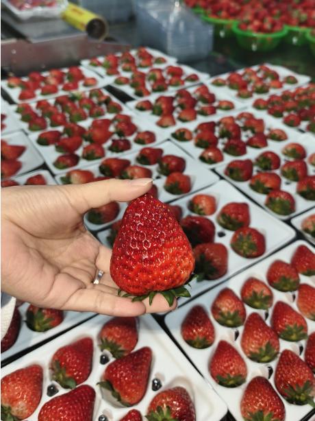 昌平草莓 商品图1