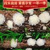 天生贵通江银耳一级120克 干货无硫青冈椴木白木耳雪耳糯耳送礼礼盒装 /粮油调味 /南北干货 /菌菇干货 商品缩略图7