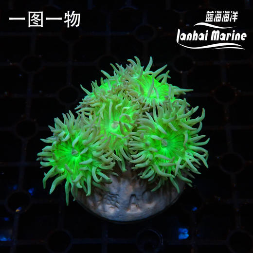 澳州高脚灯琴 商品图4