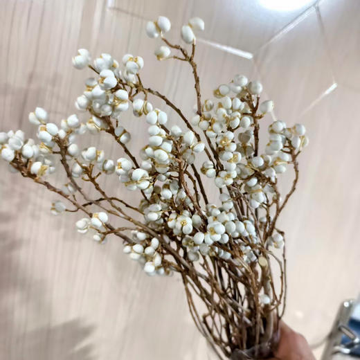 白果（乌桕果） 商品图0