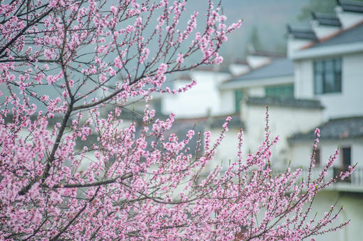 3月24日【江西】婺源·春色油菜花、景德镇、黄山4/5/8天 Y 商品图9