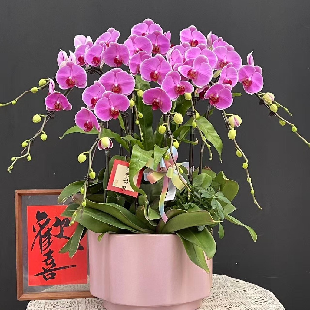 【无与伦比蝴蝶兰】1盆/份 带有1支花剑 带花苞发货 高端大气简单好养活（圆通发货）