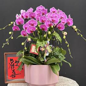 【无与伦比蝴蝶兰】1盆/份 带有1支花剑 带花苞发货 高端大气简单好养活（圆通发货）