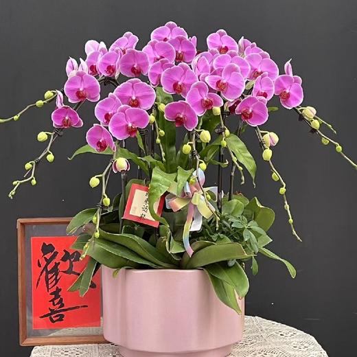 【无与伦比蝴蝶兰】1盆/份 带有1支花剑 带花苞发货 高端大气简单好养活（圆通发货） 商品图0