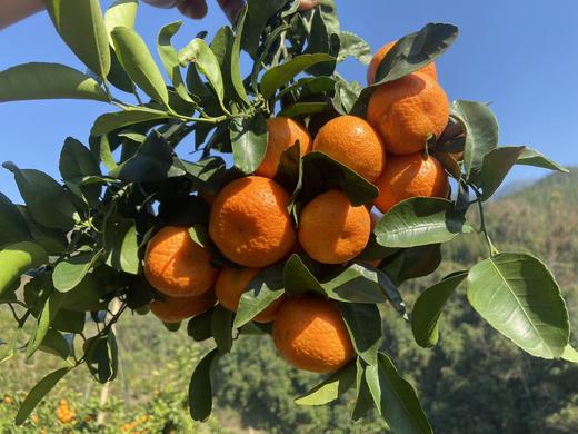 【正宗西林砂糖橘】橘香浓郁，爆汁超甜，果肉脆嫩，清甜爽口 商品图2