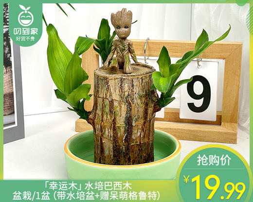 【预售-12月29日配送】「幸运木」水培巴西木盆栽/1盆（带水培盆+赠呆萌格鲁特） 商品图0