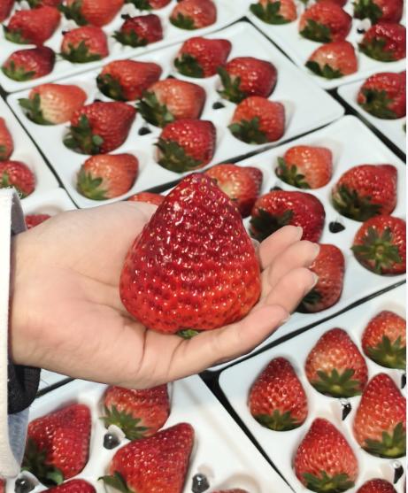 昌平草莓 商品图2