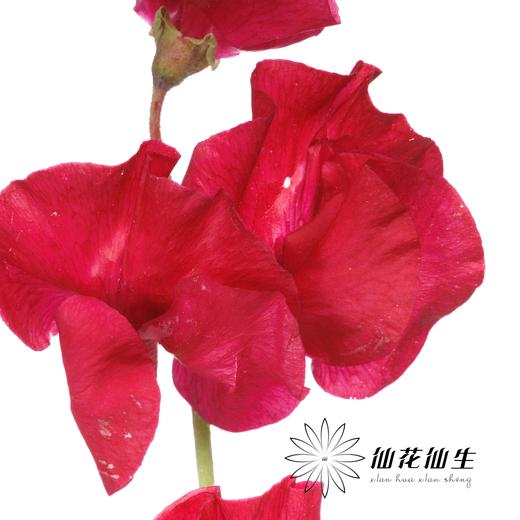 日本花材 | 香豌豆穆吉卡·克莱姆森 MujikaChrimson 商品图3