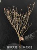 年宵金钟花鲜切花枝条一扎热卖（1-2支） 商品缩略图4