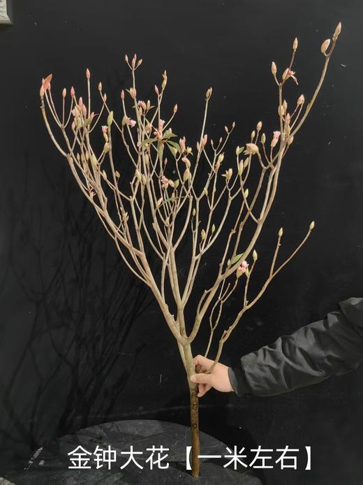 年宵金钟花鲜切花枝条一扎热卖（1-2支） 商品图4