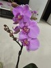 【无与伦比蝴蝶兰】1盆/份 带有1支花剑 带花苞发货 高端大气简单好养活（圆通发货） 商品缩略图2