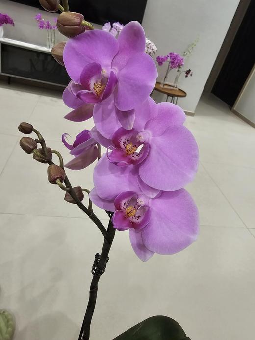 【无与伦比蝴蝶兰】1盆/份 带有1支花剑 带花苞发货 高端大气简单好养活（圆通发货） 商品图2