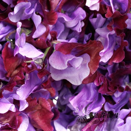 日本花材 | 香豌豆TrueRed 商品图1