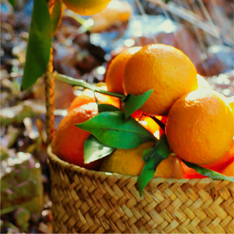 素方舟 云南大理有机沃柑  净重5斤/9.5斤