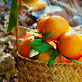 素方舟 云南大理有机沃柑  净重5斤/9.5斤