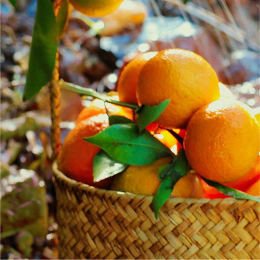 云南大理有机沃柑（连续9年有机认证） 商品图5