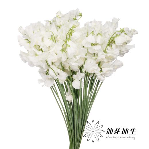 日本花材 | 香豌豆婚礼 Wedding 商品图0