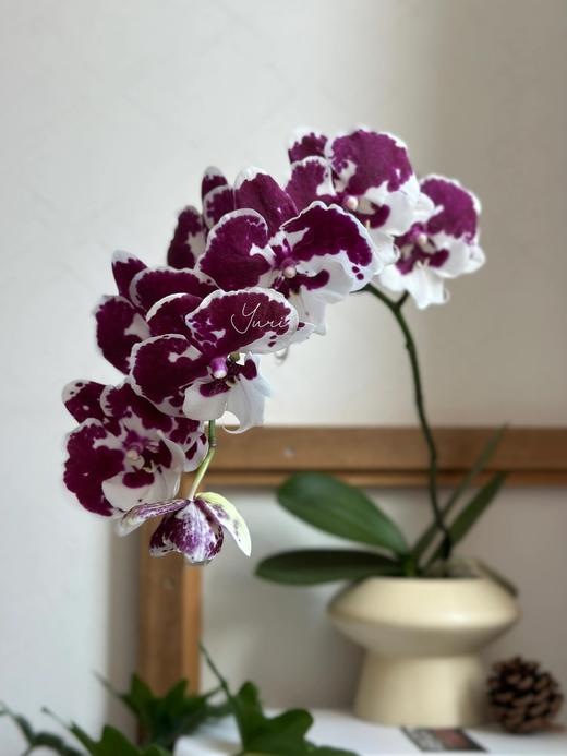 【一千零一夜蝴蝶兰】3寸杯蝴蝶兰1盆/份（育苗盆圆通发货） 商品图2