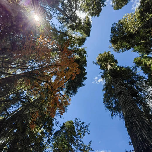 云南 | 香格里拉木鲁村2天1晚，原始森林徒步穿越，露营松茸小木屋自然资源丰富，生态环境良好。是世间难觅的原生态藏族村落！五一端午路线提前预定！ 商品图3