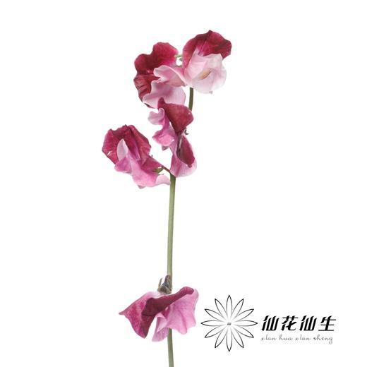 日本花材 | 香豌豆藤原道长 BeniShikibu 商品图3