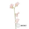 日本花材 | 香豌豆惠  Megumi 商品缩略图1