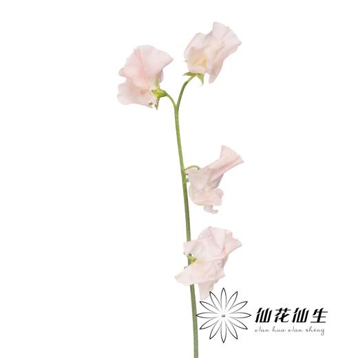 日本花材 | 香豌豆惠  Megumi 商品图1