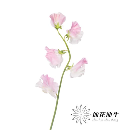 日本花材 | 香豌豆鯉石部 KoiShikibu 商品图1