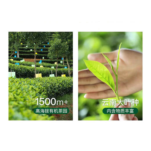 有机白茶  500g/盒 商品图2