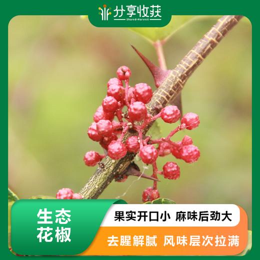 生态花椒 | 果实开口小 麻味后劲大 | 公平贸易 * Ecology pepper 商品图0