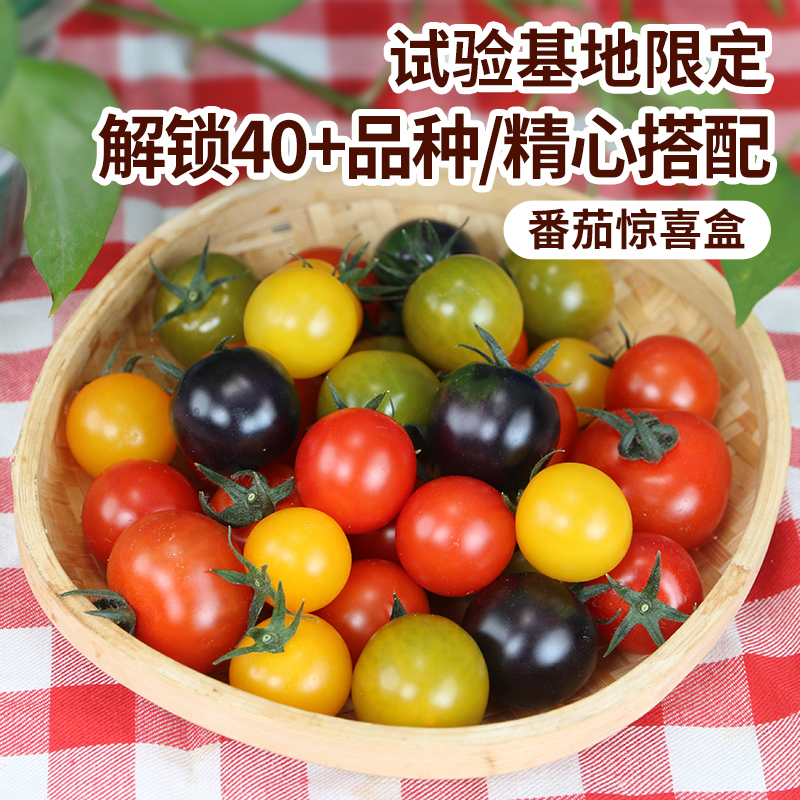 北京本地 番茄惊喜盒 多色混合装 汁水丰沛 酸甜可口 尝鲜必备 400g
