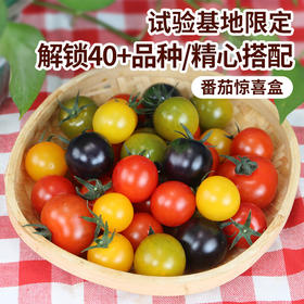 北京本地 番茄惊喜盒 多色混合装 汁水丰沛 酸甜可口 尝鲜必备 400g