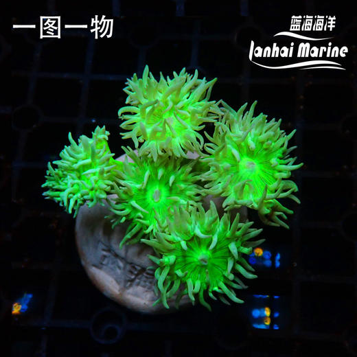 澳州高脚灯琴 商品图1